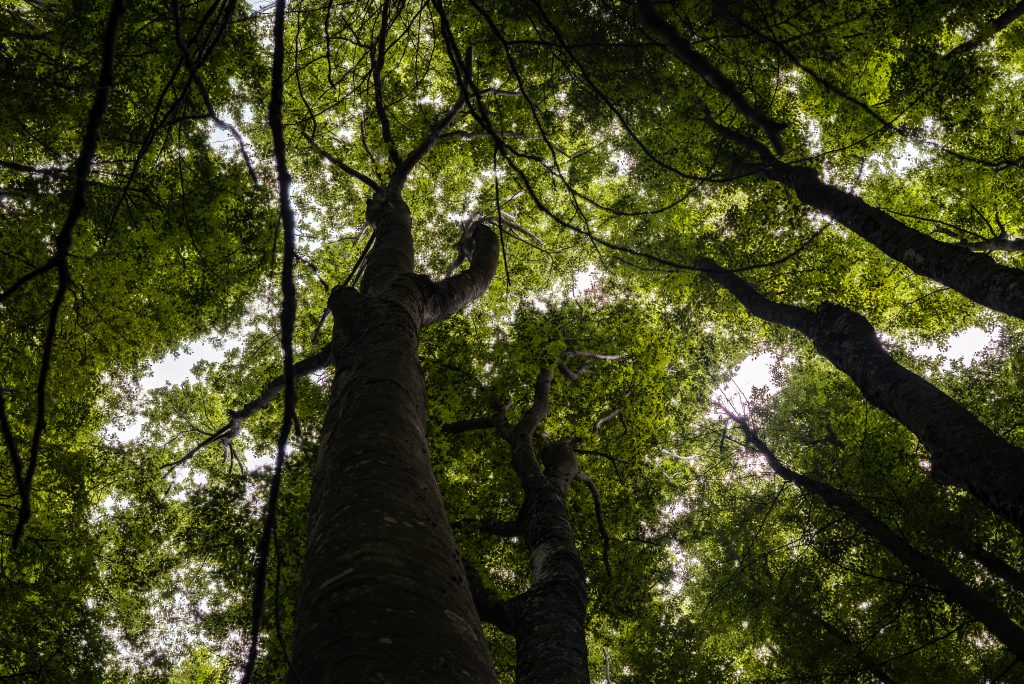 Percorso dei Sensi – Vivi Bolognola con Tutto il Corpo